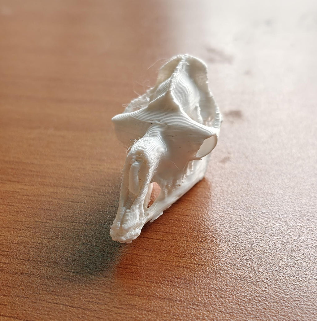 Anatomical Camel Skull Replica | Cruelty-Free Desert Wildlife Decor (170mm)