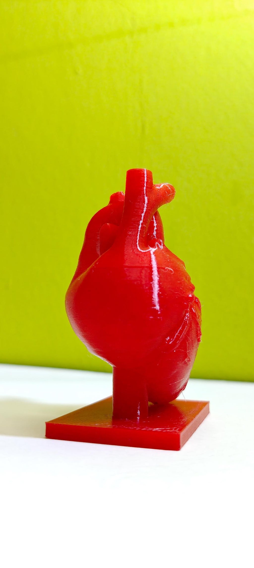 Anatomical Heart Sculpture | Realistic Medical Model Desk Decor