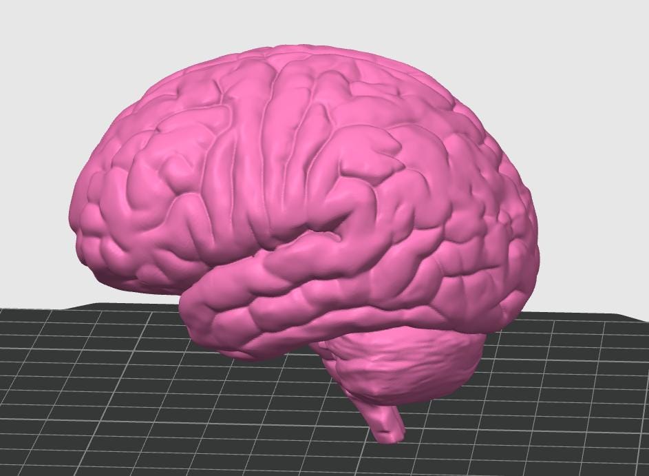 Miniature Brain Sculpture | Neuroscience Desk Decor | Psychology Gift | Educational Brain Anatomy Model