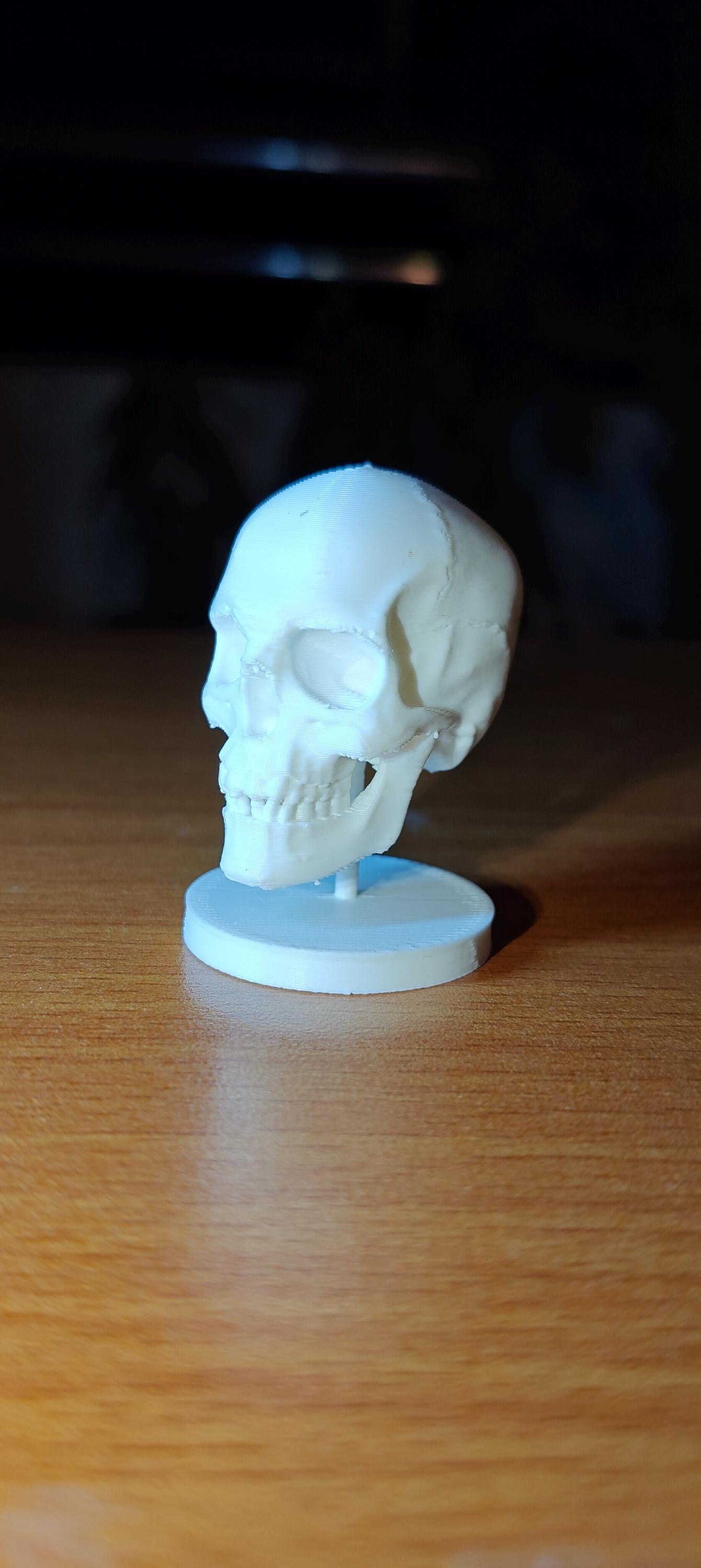 Human Skull Model | Anatomical Medical Study Replica | Life Size Skull Sculpture | Science Classroom Decor