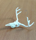 Anatomical Deer Skull Replica | 170mm Desktop Osteology Specimen