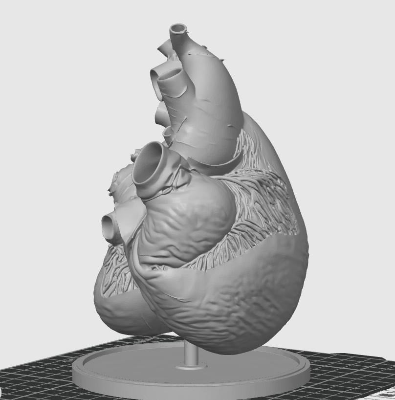 Blue Whale Heart Miniature | Marine Biology Anatomy Model | Cetacean Science Decor | Educational Animal Heart