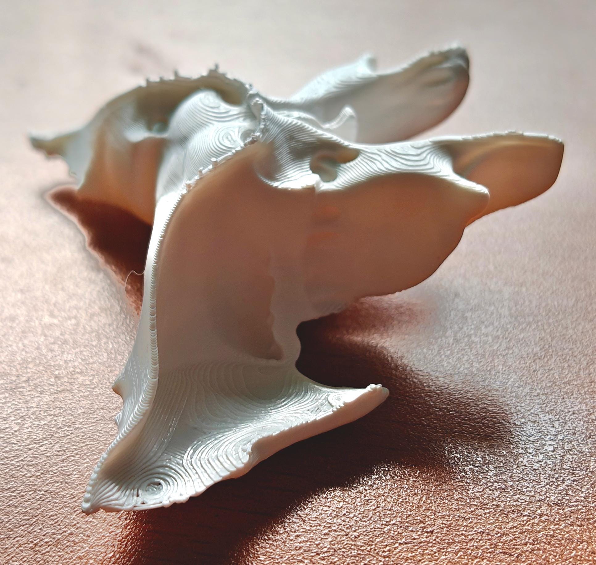 1:1 Scale Sphenoid Bone Model | Human Skull Anatomy Specimen, Medical Education Cranial Bone Study