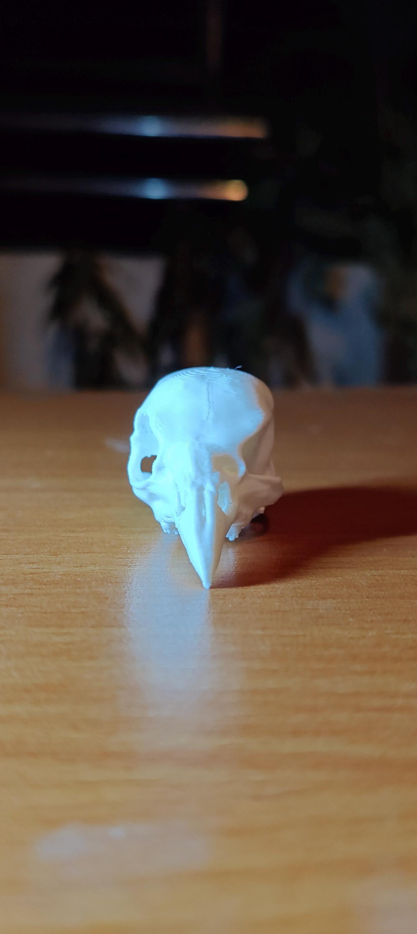 Avian Skull Anatomy Model | Chicken Head Skeleton Replica | Veterinary Study Aid | Bird Biology Specimen