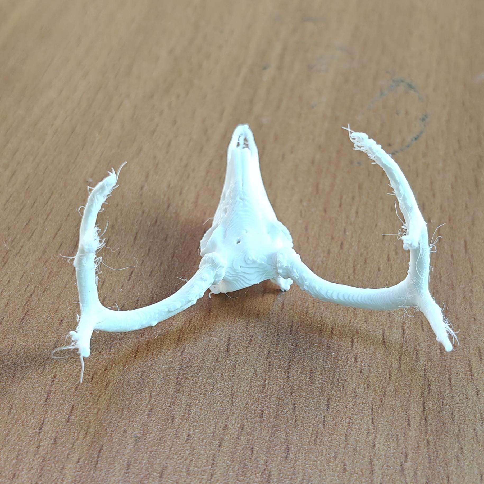 Anatomical Deer Skull Replica | 170mm Desktop Osteology Specimen