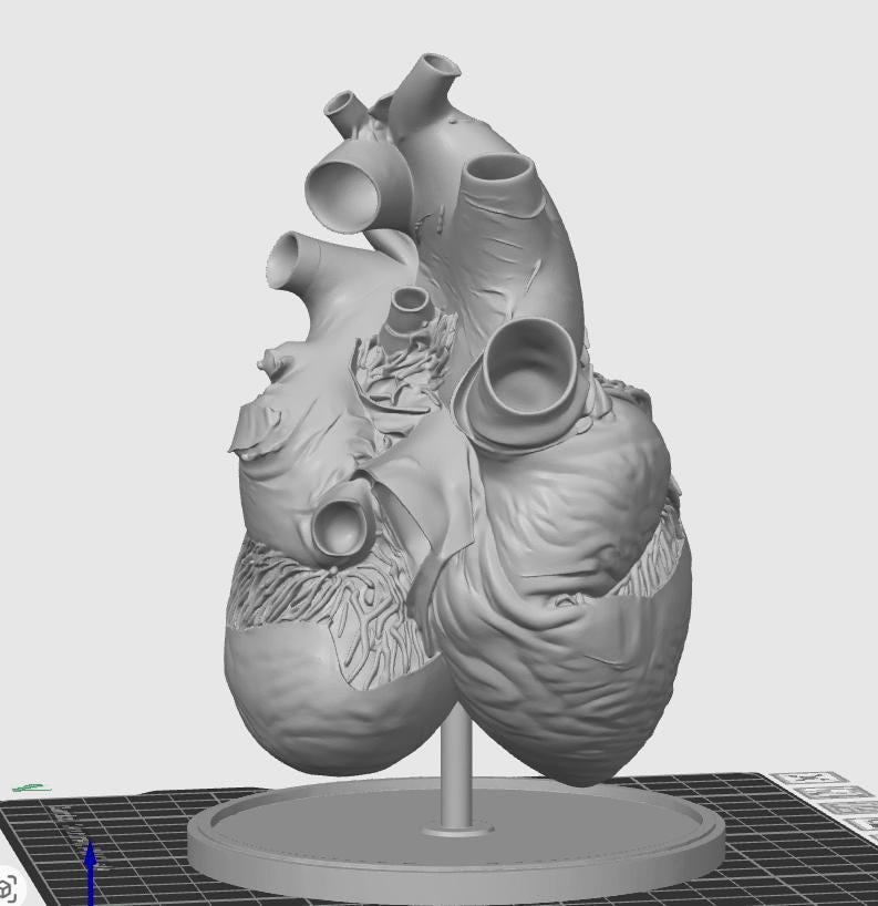 Blue Whale Heart Miniature | Marine Biology Anatomy Model | Cetacean Science Decor | Educational Animal Heart