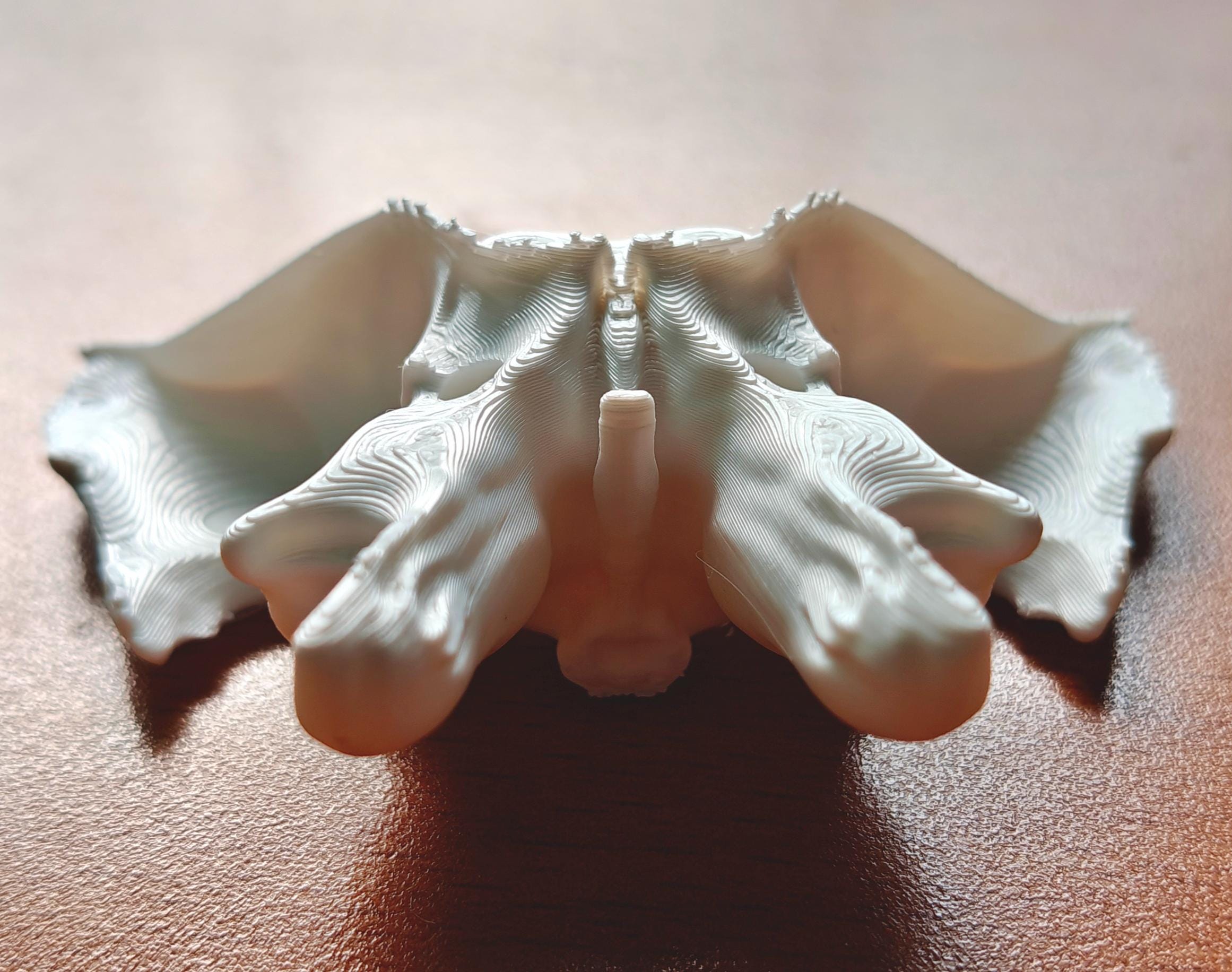 1:1 Scale Sphenoid Bone Model | Human Skull Anatomy Specimen, Medical Education Cranial Bone Study