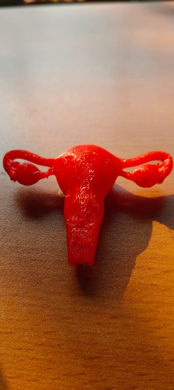 Female Reproductive System Model | Detailed Anatomy Sculpture | Women’s Health Education | Medical Student Gift