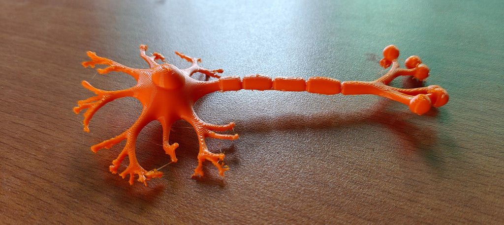 Anatomical Human Neuron Model | Multipolar Nerve Cell Sculpture, Neuroscience Display