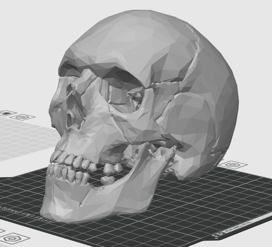 20-Part Disarticulated Human Skull Model | Medical Anatomy Study Set
