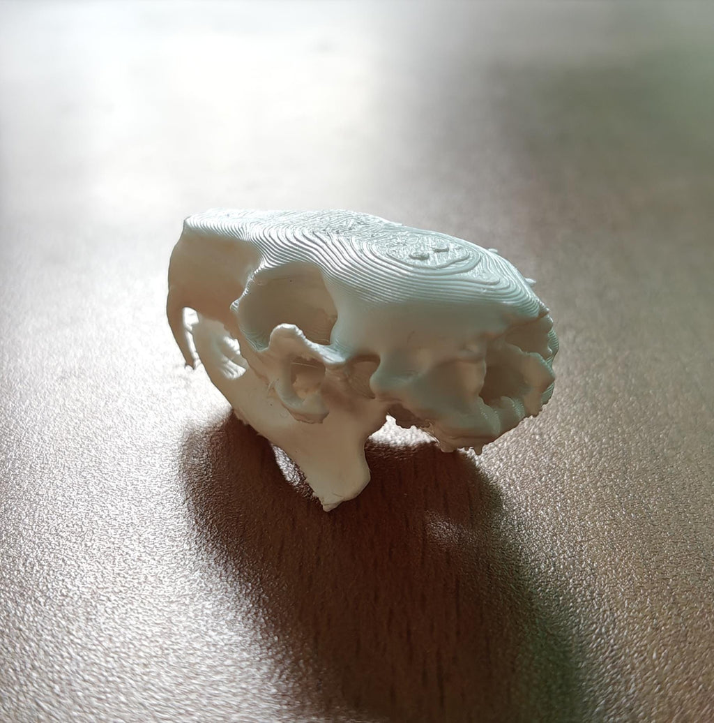Anatomical Capybara Skull Replica | Rodent Osteology Model | Hydrochoerus Hydrochaeris Display