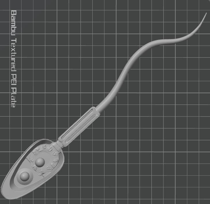 Human Sperm Anatomy Model | Reproductive Science Display | Medical Biology Study Aid | Fertility Specialist Decor