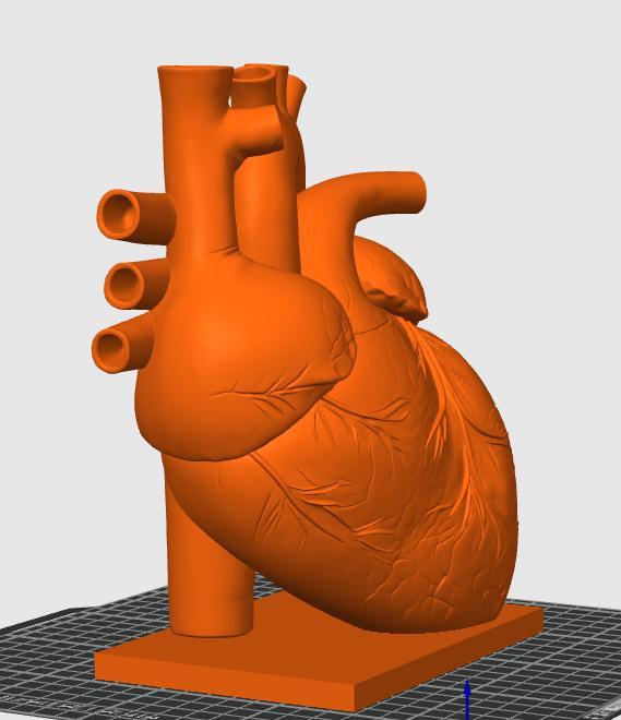 Canine Heart Anatomy Model | Veterinary Cardiology Study Aid, 3D Printed Replica