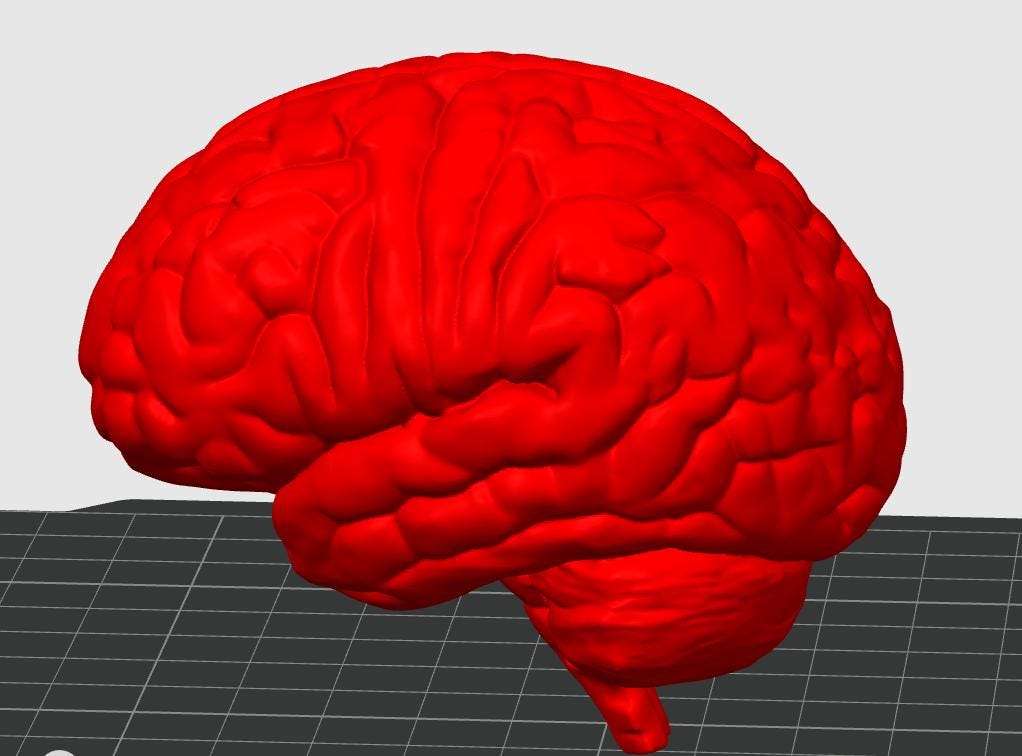Miniature Brain Sculpture | Neuroscience Desk Decor | Psychology Gift | Educational Brain Anatomy Model