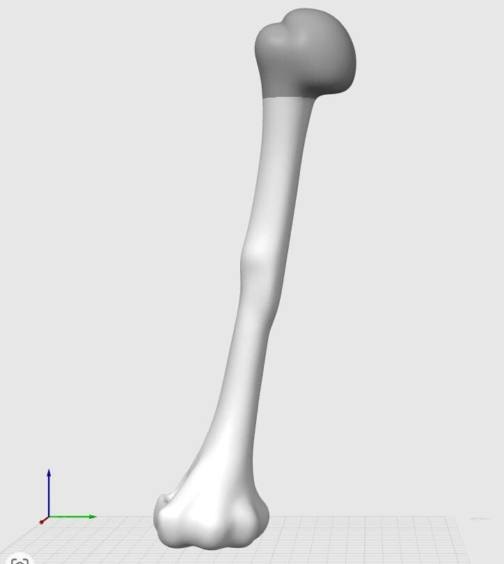 Anatomical Humerus Bone Model | Medical Study Aid, PLA+ Skeletal Anatomy (Large)