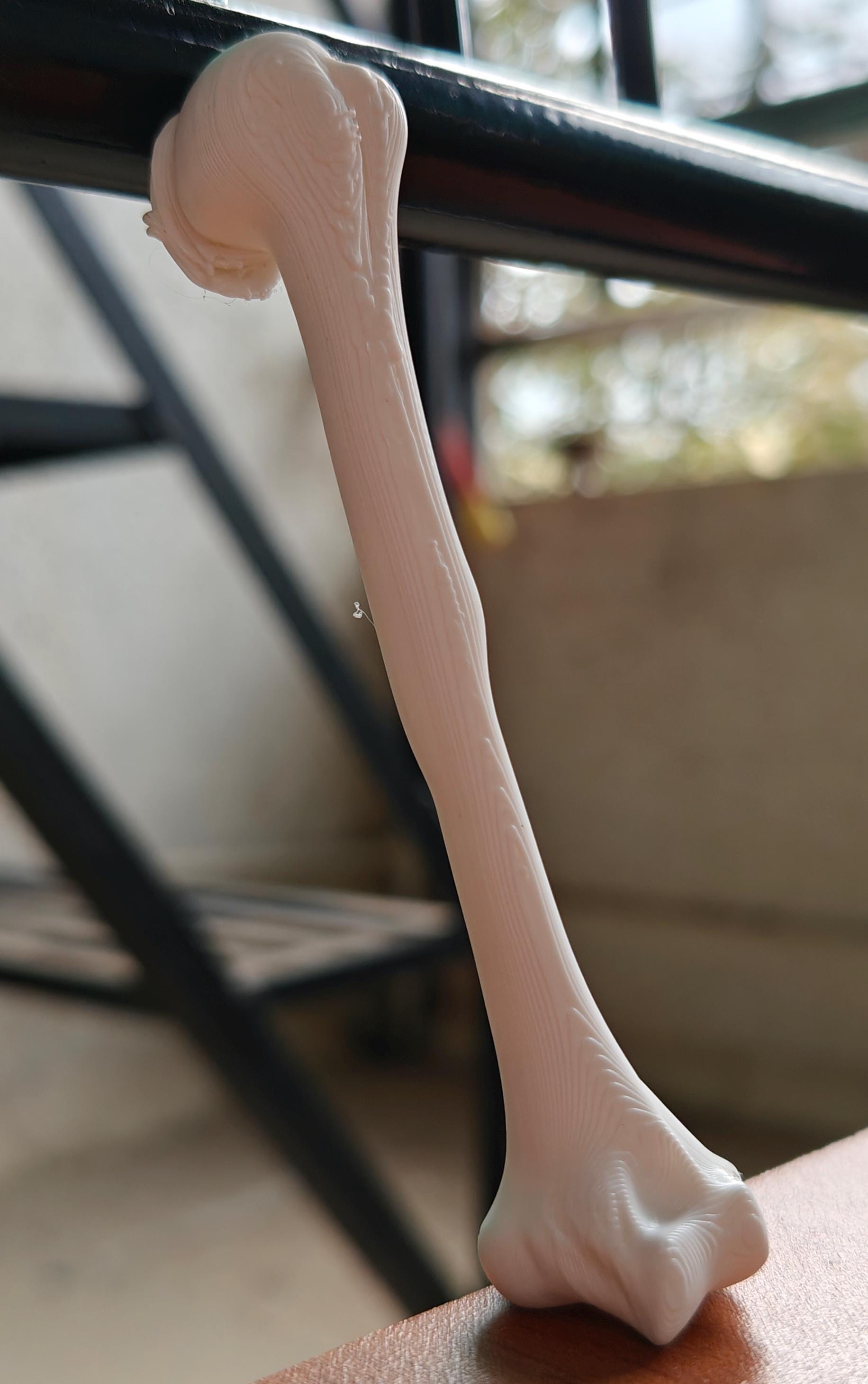 Anatomical Humerus Bone Model | Medical Study Aid, PLA+ Skeletal Anatomy (Large)