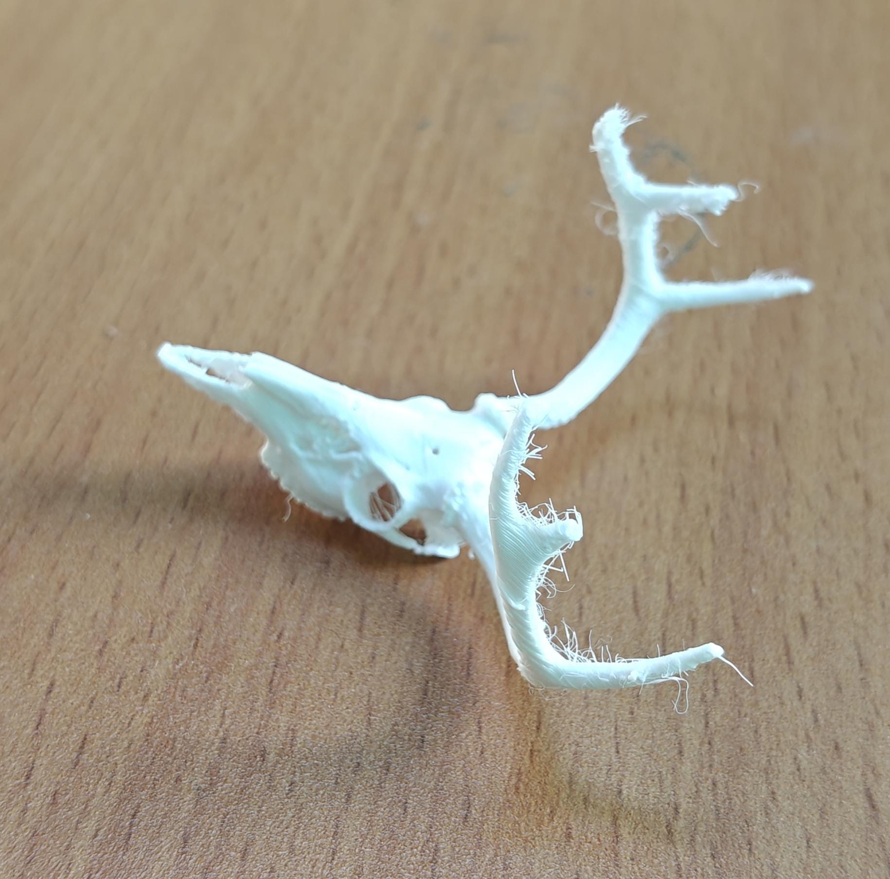 Anatomical Deer Skull Replica | 170mm Desktop Osteology Specimen
