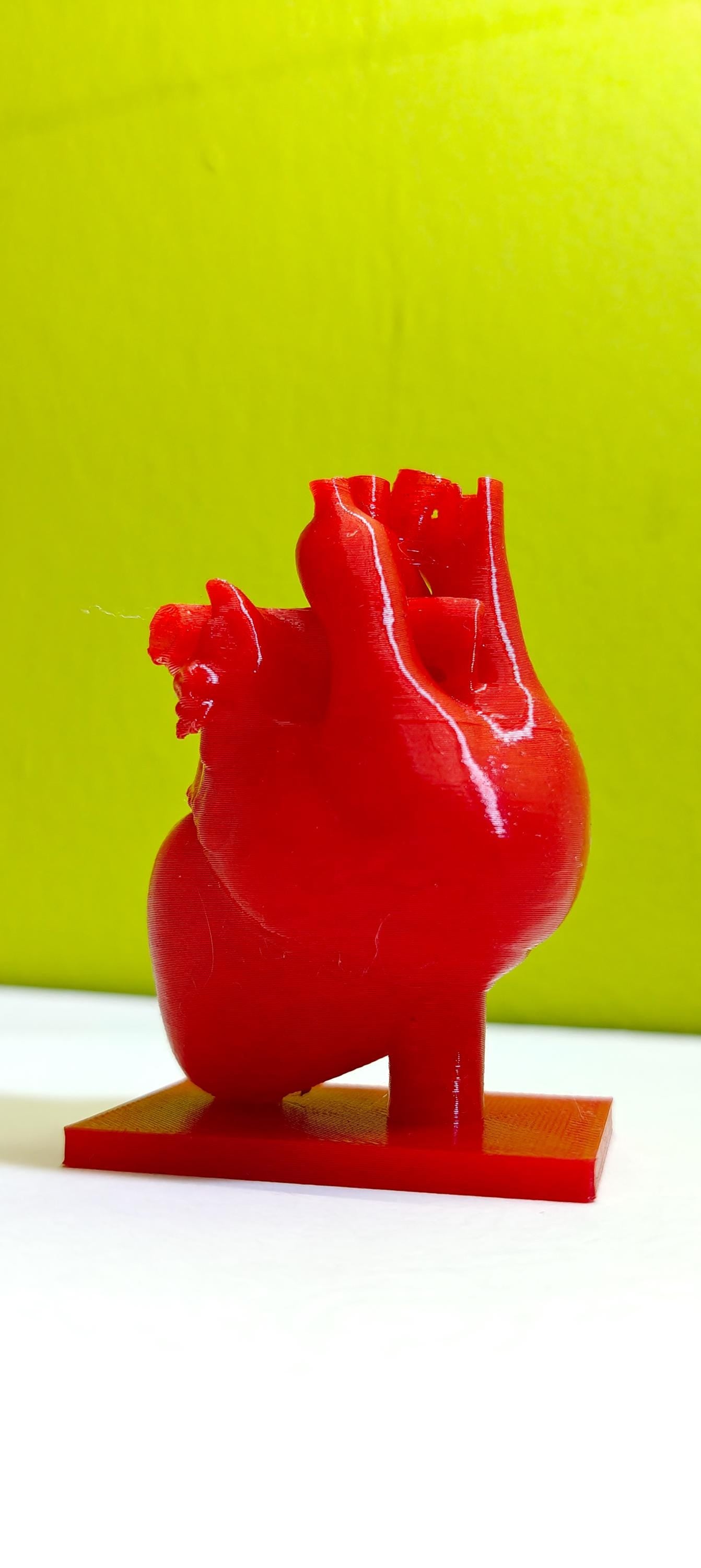 Anatomical Heart Sculpture | Realistic Medical Model Desk Decor