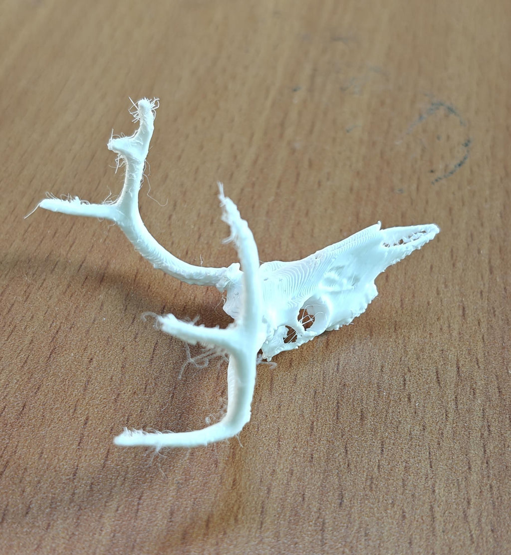Anatomical Deer Skull Replica | 170mm Desktop Osteology Specimen