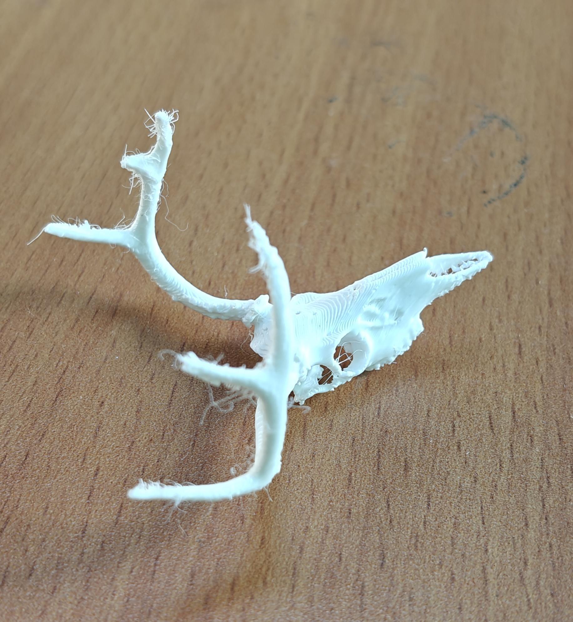 Anatomical Deer Skull Replica | 170mm Desktop Osteology Specimen