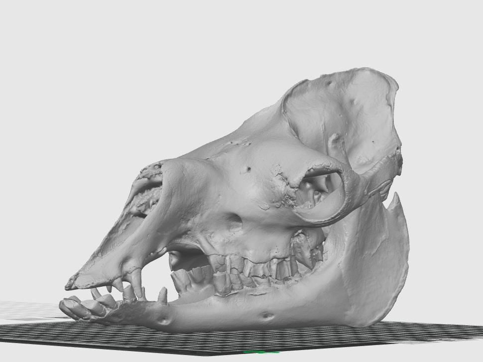 Anatomical Camel Skull Replica | Cruelty-Free Desert Wildlife Decor (170mm)