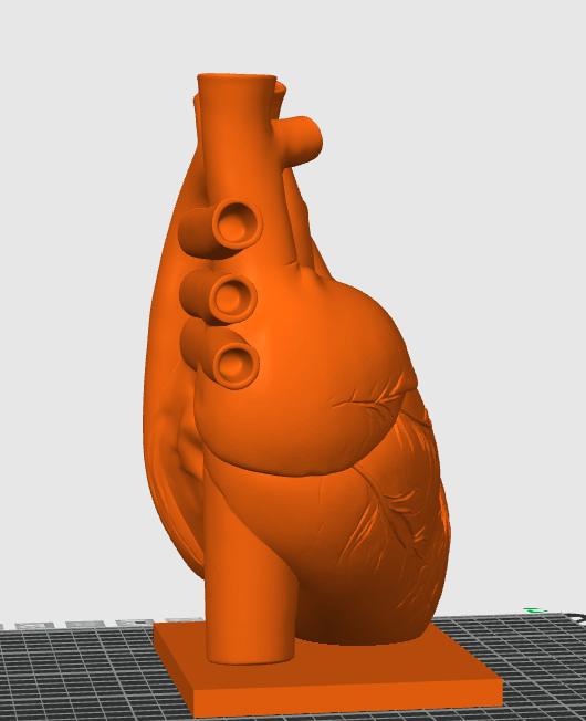 Canine Heart Anatomy Model | Veterinary Cardiology Study Aid, 3D Printed Replica