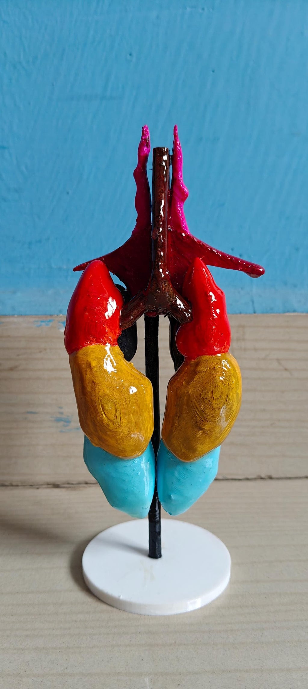 Avian Lung & Air Sac Model | Bird Respiratory System | Veterinary Teaching Tool | Ornithology Science Model