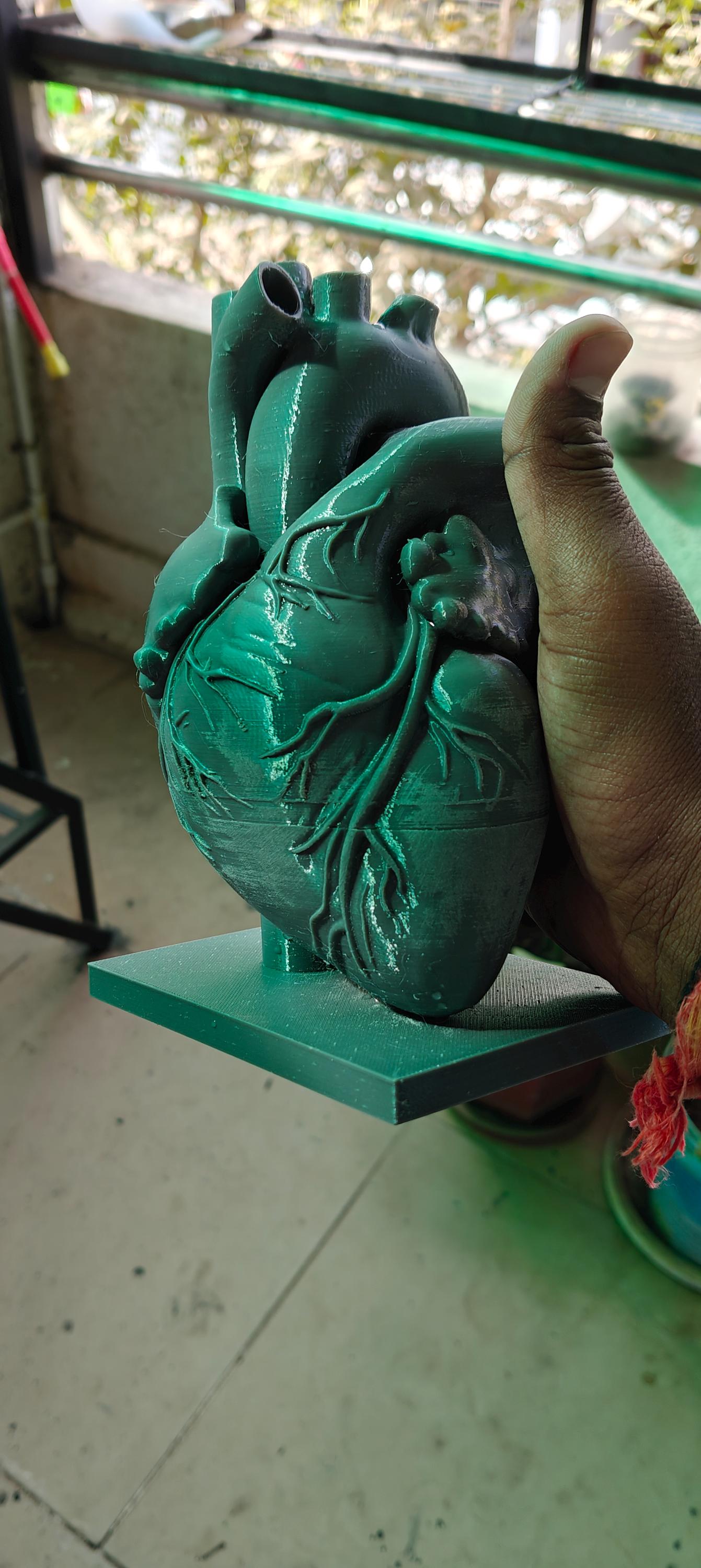 Anatomical Heart Sculpture | Realistic Medical Model Desk Decor