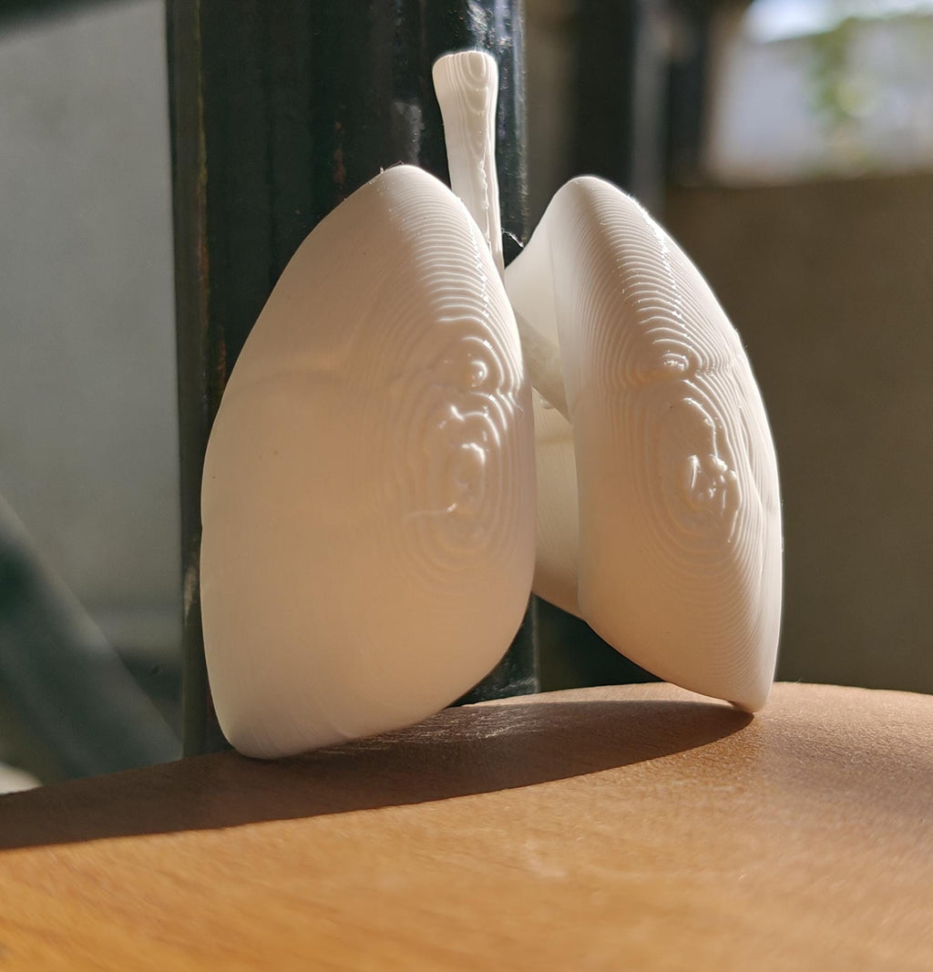 Anatomical Human Lungs Model | Respiratory System Education Kit | Pulmonologist & Doctor Gift | Desktop Anatomy Display