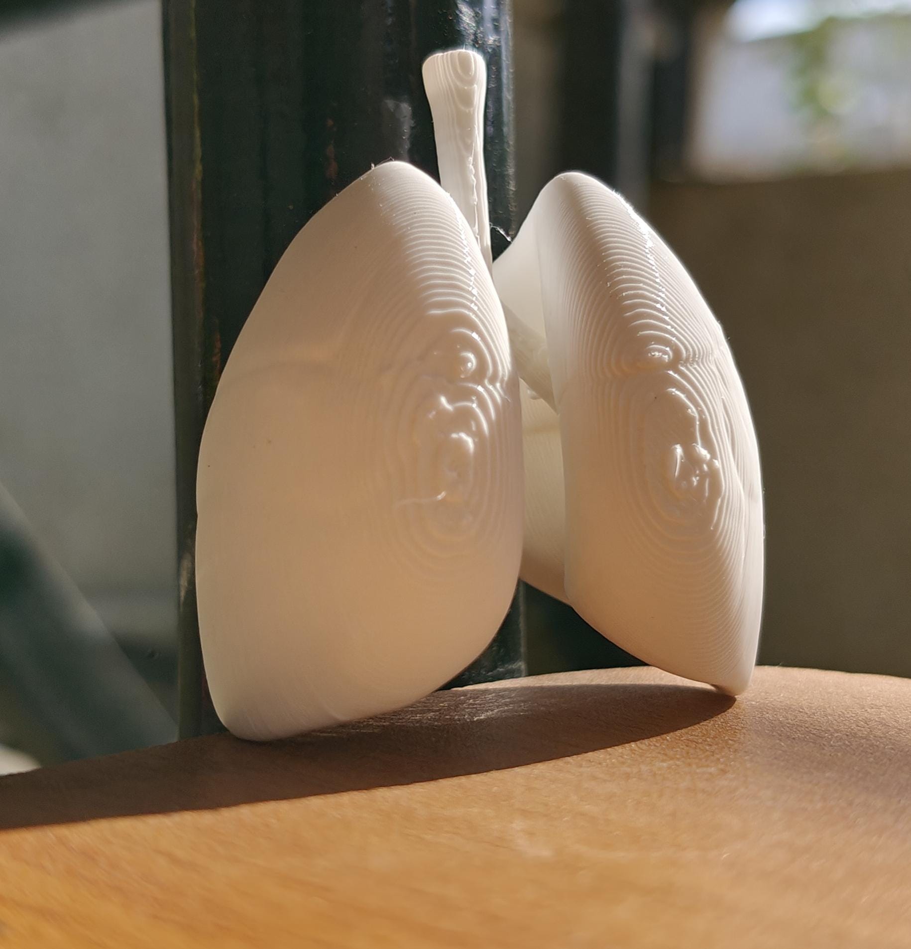 Anatomical Human Lungs Model | Respiratory System Education Kit | Pulmonologist & Doctor Gift | Desktop Anatomy Display