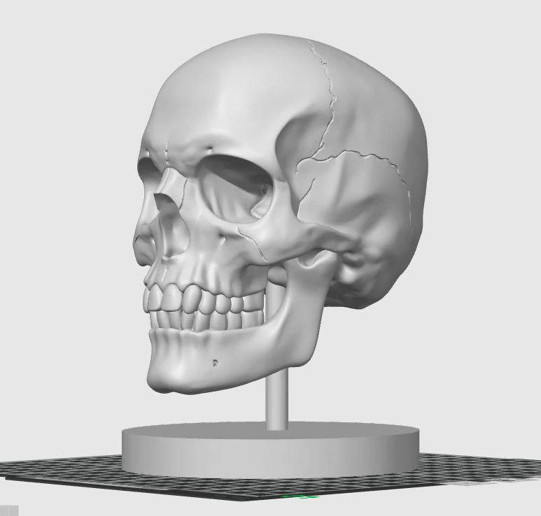 Human Skull Model | Anatomical Medical Study Replica | Life Size Skull Sculpture | Science Classroom Decor