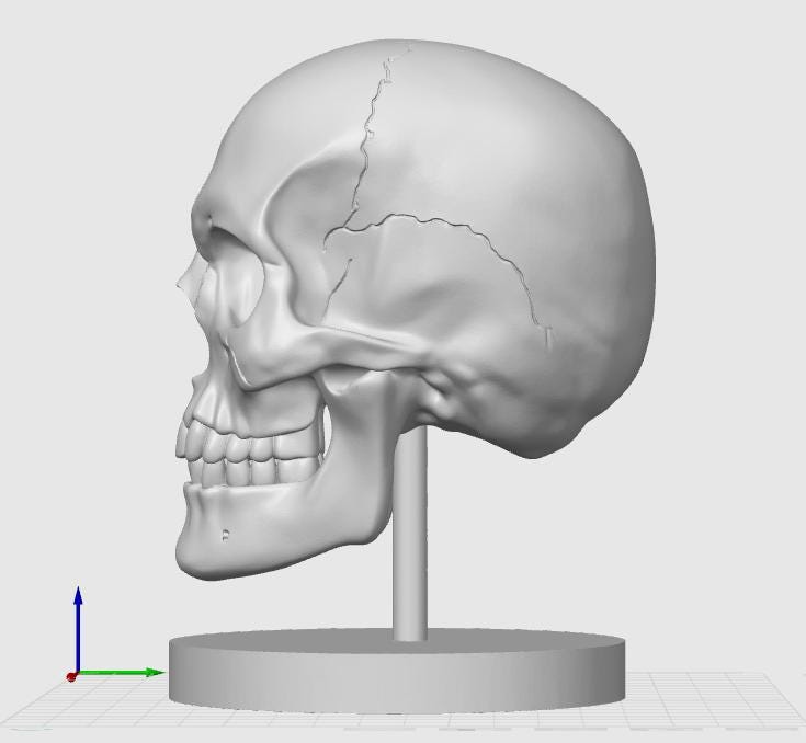 Human Skull Model | Anatomical Medical Study Replica | Life Size Skull Sculpture | Science Classroom Decor