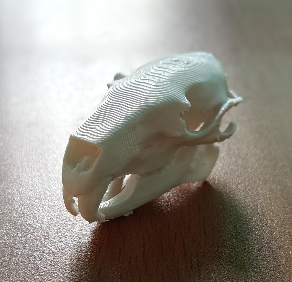 Anatomical Capybara Skull Replica | Rodent Osteology Model | Hydrochoerus Hydrochaeris Display