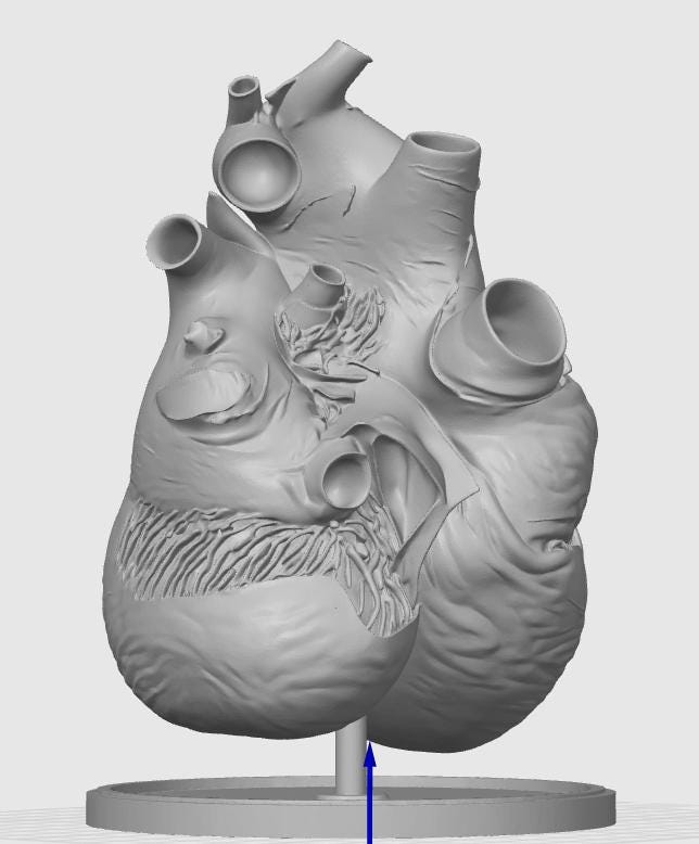 Blue Whale Heart Miniature | Marine Biology Anatomy Model | Cetacean Science Decor | Educational Animal Heart
