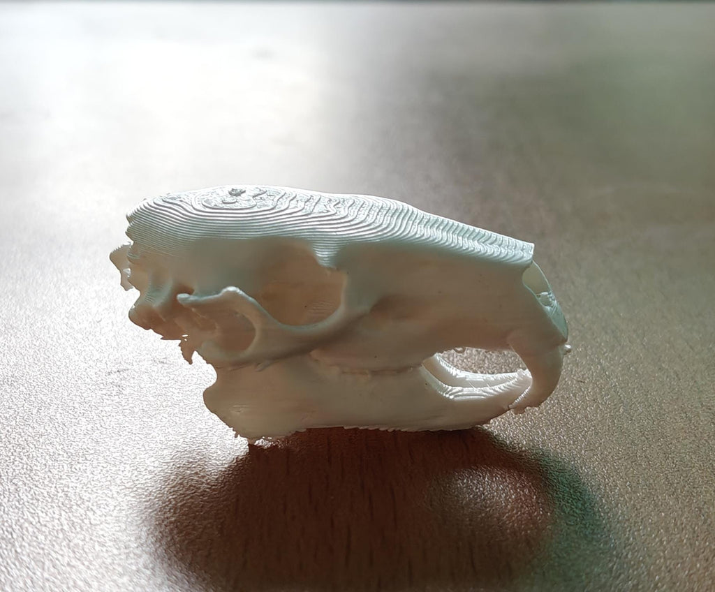 Anatomical Capybara Skull Replica | Rodent Osteology Model | Hydrochoerus Hydrochaeris Display