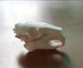 Anatomical Capybara Skull Replica | Rodent Osteology Model | Hydrochoerus Hydrochaeris Display