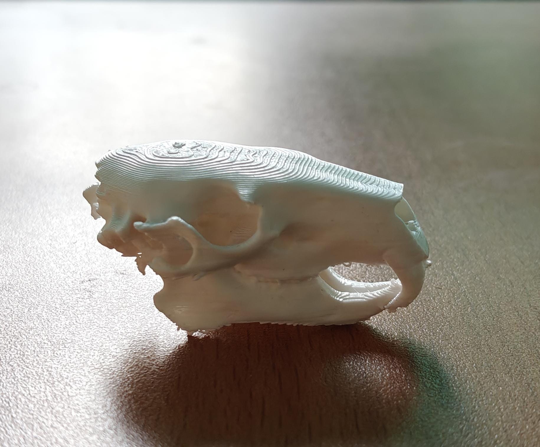 Anatomical Capybara Skull Replica | Rodent Osteology Model | Hydrochoerus Hydrochaeris Display