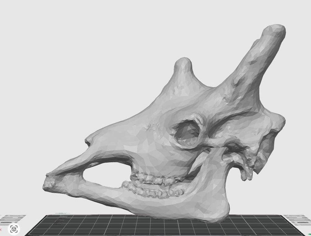 Anatomical Giraffe Skull Replica | 170mm Desk Scale Osteology Decor