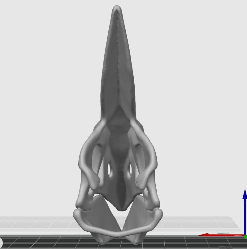 Minimalist Pteranodon Head Sculpture | Prehistoric Reptile, Museum-Style Decor