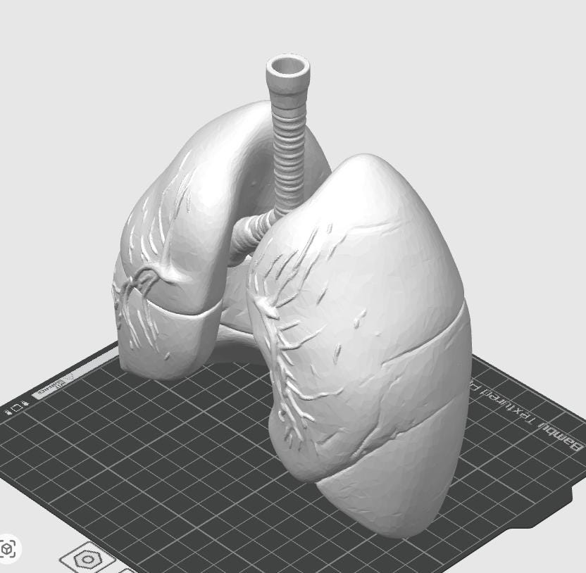 Anatomical Human Lungs Model | Respiratory System Education Kit | Pulmonologist & Doctor Gift | Desktop Anatomy Display