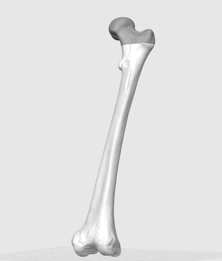 Human Femur Bone Replica | Anatomical Study Model, Medical Display