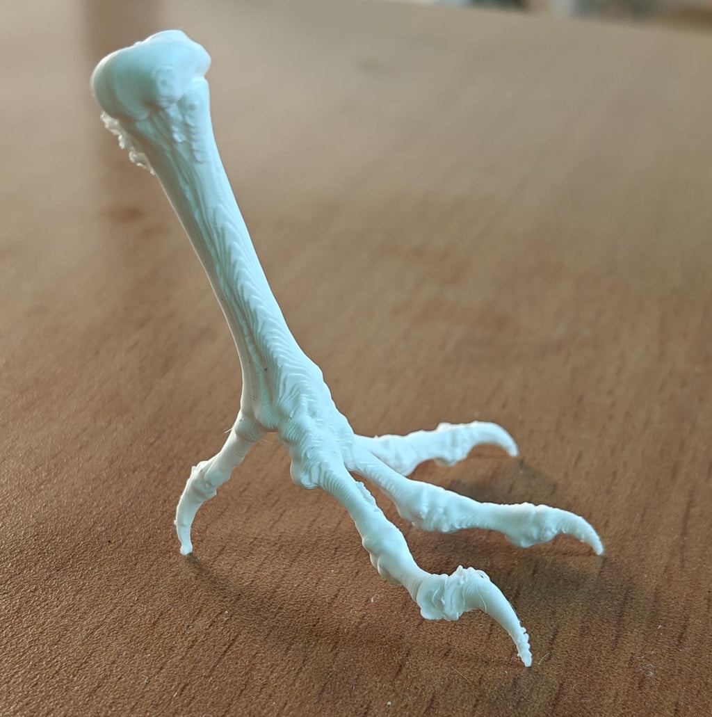 Chicken Tarsometatarsus Foot Bone Model | Avian Skeletal Replica, Study Aid