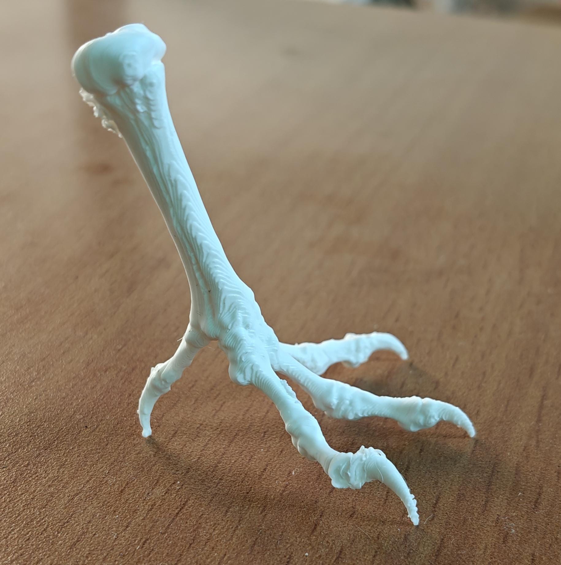 Chicken Tarsometatarsus Foot Bone Model | Avian Skeletal Replica, Study Aid