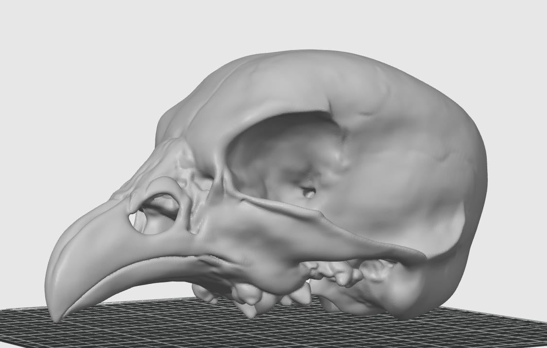 Avian Skull Anatomy Model | Chicken Head Skeleton Replica | Veterinary Study Aid | Bird Biology Specimen
