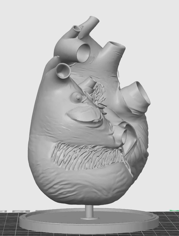 Blue Whale Heart Miniature | Marine Biology Anatomy Model | Cetacean Science Decor | Educational Animal Heart