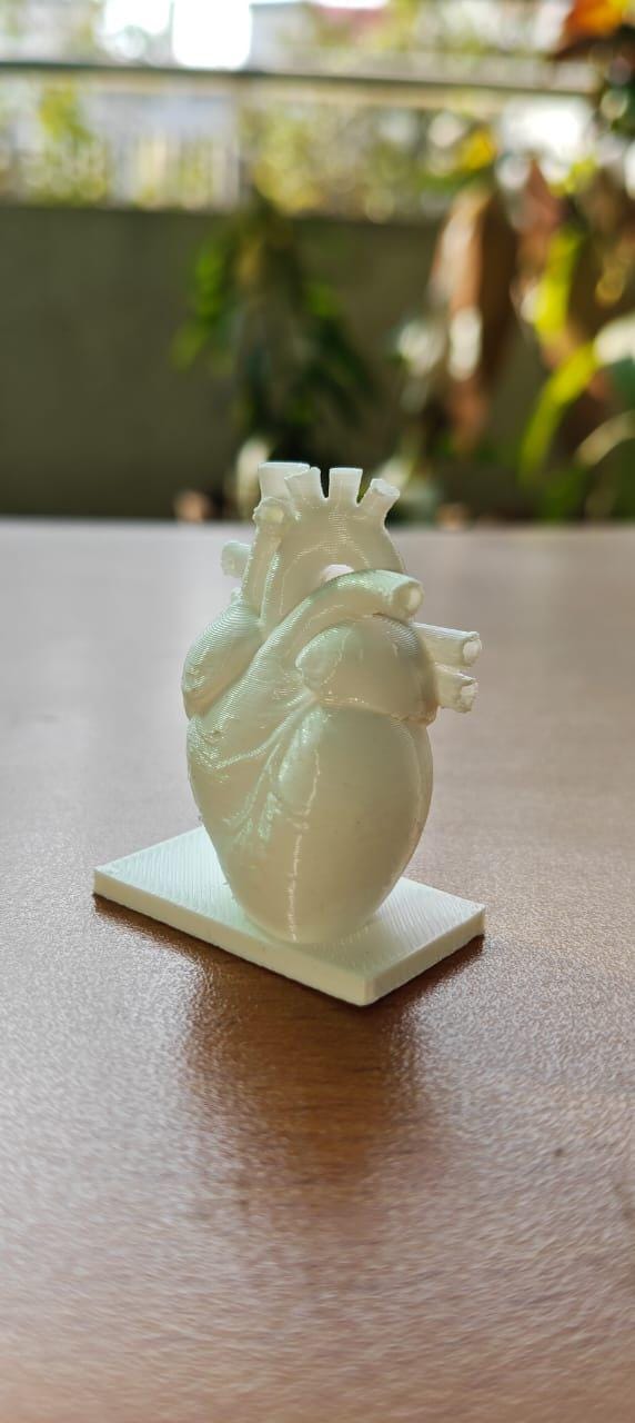 Canine Heart Anatomy Model | Veterinary Cardiology Study Aid, 3D Printed Replica