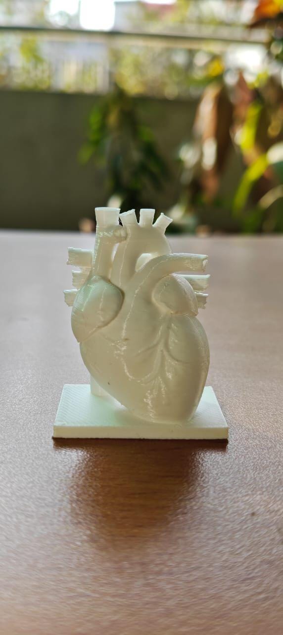 Canine Heart Anatomy Model | Veterinary Cardiology Study Aid, 3D Printed Replica