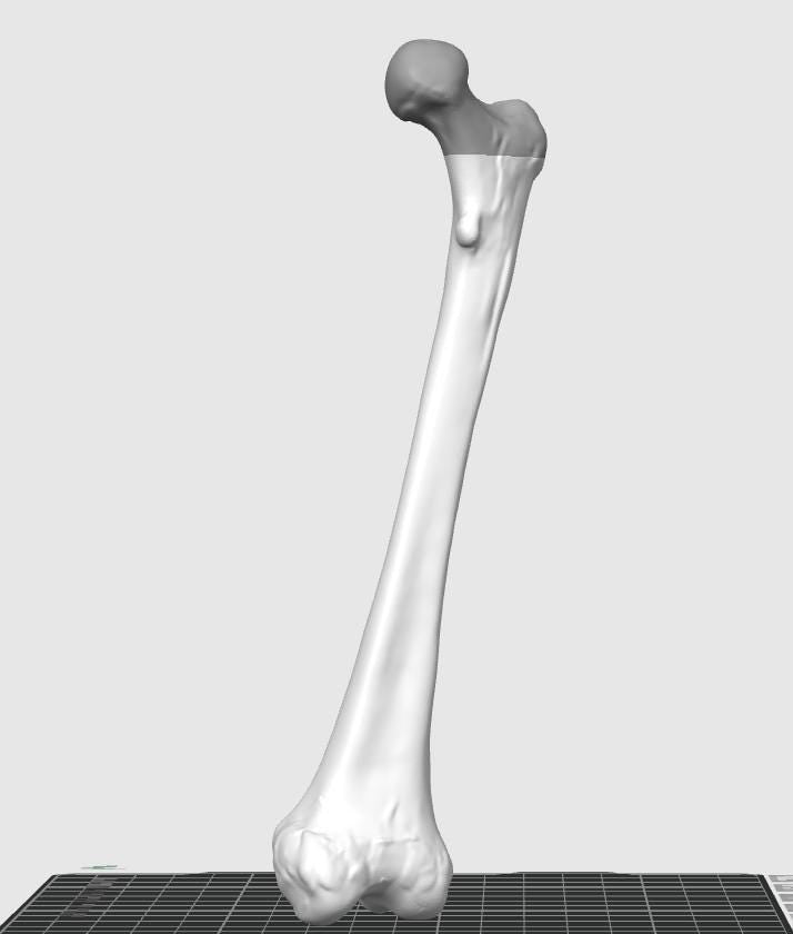 Human Femur Bone Replica | Anatomical Study Model, Medical Display