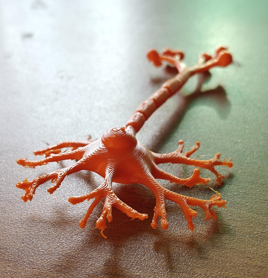 Anatomical Human Neuron Model | Multipolar Nerve Cell Sculpture, Neuroscience Display