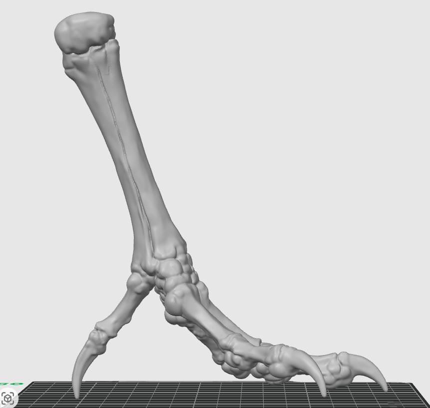 Chicken Tarsometatarsus Foot Bone Model | Avian Skeletal Replica, Study Aid